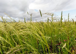 KALRO boosts dual-purpose Teff grass production to help arid farmers combat  drought