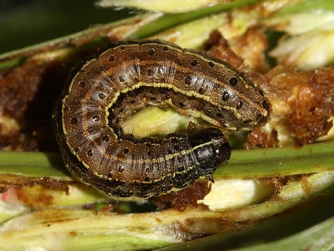 Fall Armyworm