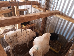 Experimental Blackhead Persian Sheep