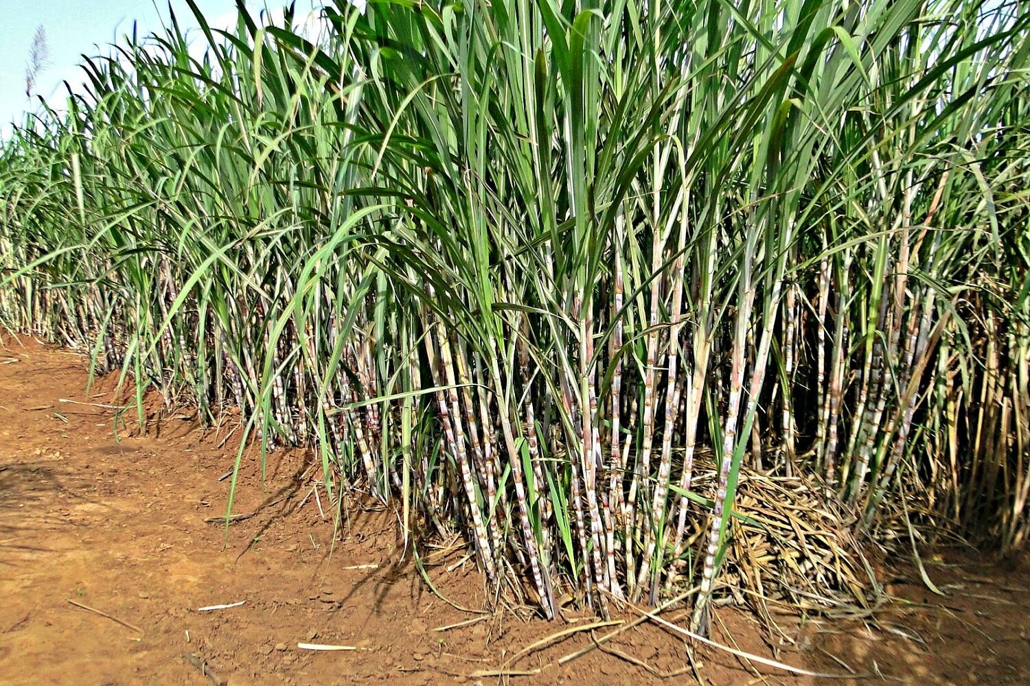 Well managed cane Well managed cane